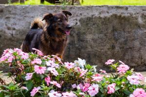 Pousada Vila Suiça - Monte Verde