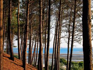 Appartements Appartement Arcachon, 3 pieces, 4 personnes - FR-1-420-112 : photos des chambres