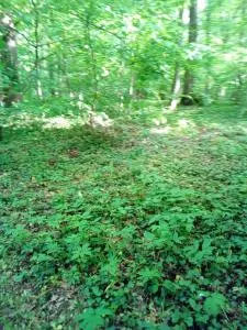 Appartementt à louer à Rennes - Сесон-Севіньє