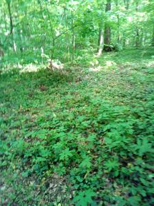 Appartementt à louer à Rennes