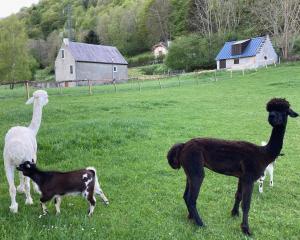 B&B / Chambres d'hotes Chalet Ourea : photos des chambres