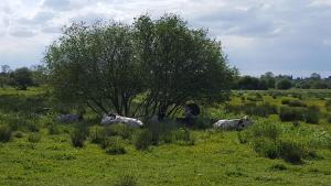 Entre Ciel et Marais