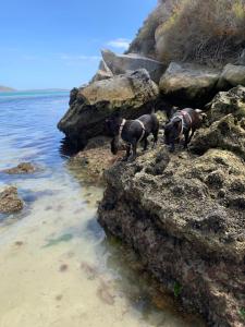 Villa Paulina Family Suite