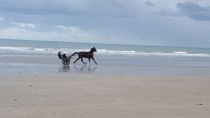 Maisons de vacances Entre Ciel et Marais : photos des chambres