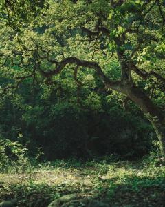 Cabañas Cascada del Barro