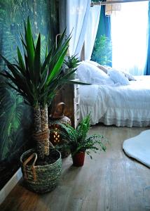 Appartements La jungle love room rien que pour vous !!! : photos des chambres