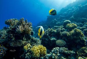 Sunny Dahab- Sea View