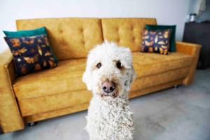 Luxus Apartment „Goldene Stunde“