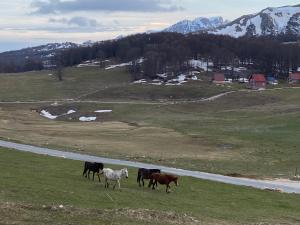 Blackberry house Žabljak