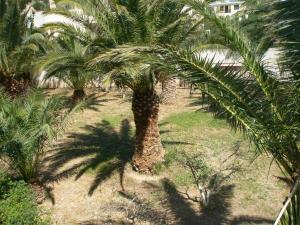 Avra Palm Lasithi Greece