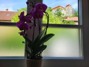 Landena Apartments Lendava