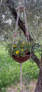 Yurta Agricamping Villamagra