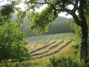 Domaine de Cantegrel - Gîtes de Charme et Suite Troglodyte en Périgord