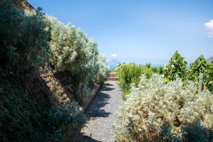 Tenuta di Castellaro Winery & Resort