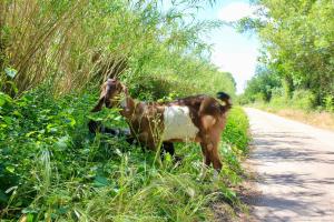 Appartements Appartement en Camargue : photos des chambres