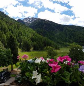 Alpin Appart Reiter- & Alpakahof in Niederthai