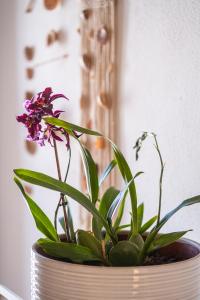 Beach Studio in Albufeiras old town