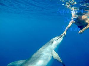 Appartamento delfini sul mare img10