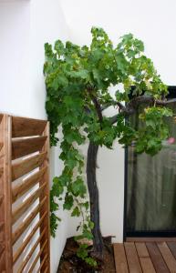 B&B / Chambres d'hotes Sous les oliviers - Studios climatises de standing tout-equipes : photos des chambres