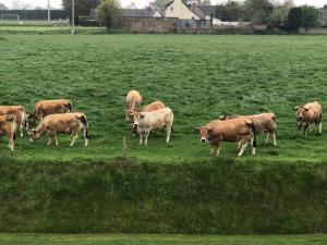 Maisons de vacances Ker Joseph : longere bretonne renovee : photos des chambres