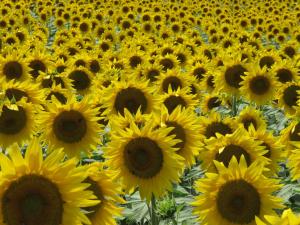 Au Moulin dAntan- Gîtes dans la Drôme