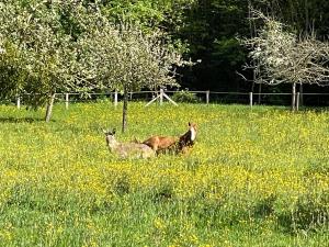 Sejours a la campagne Cottage Vesqueville : photos des chambres