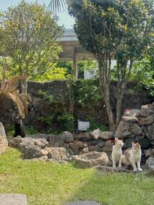 제주 전통 구옥을 현대식으로 해석한 Stay EUNWOL-OJO