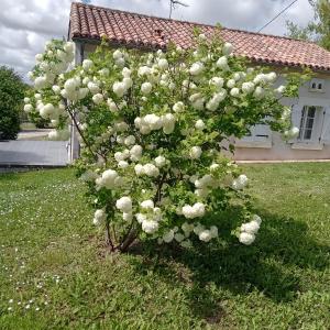 COQUETTE MAISON