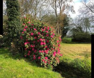 Appartements Gite du moulin de Trostang : photos des chambres