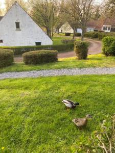 Appartements Le Nid du Cygne : photos des chambres
