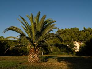 Amaryllis Summer Maisonettes