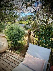 Hotels Les Bergeries de Figari : photos des chambres