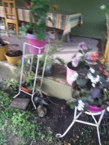 La Primavera