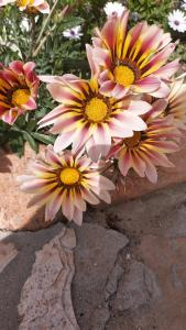 Villa Ingeborg img48