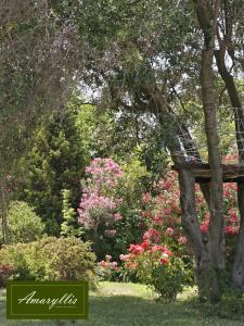 Amaryllis Summer Maisonettes