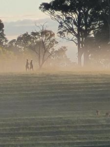 Mistress Block Vineyard