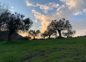 Meditation Olive House