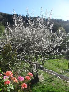 Appartements Havre de paix entre mer et montagne a Ceret pour 4 a 5 pers : photos des chambres