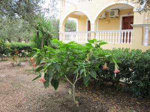 Dimaras Apartments Zakynthos Greece