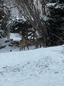 Le Chalet de Juliette