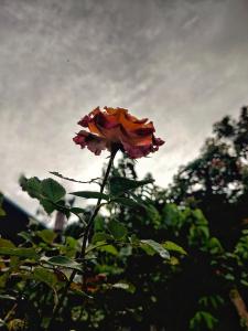 Westernghats Homestay
