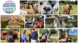 Maisons de vacances Vue du chateau a La Petite Ferme d'Alpacas : photos des chambres