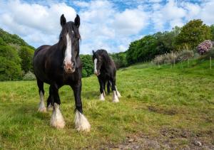 Clippity Clop