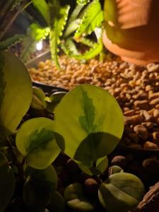 Villa Andorinha -Apto01