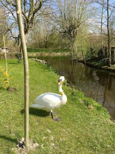 Maisons de vacances Superbe gite au bord de l’eau, Marais Audomarois : photos des chambres