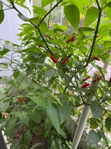 Friendly villa SH Đại Lải 4 phòng ngủ