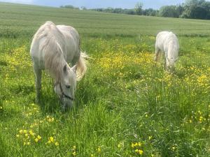 Sejours chez l'habitant Les Ganivelles : photos des chambres