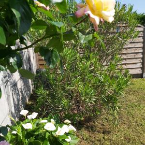 Maisons de vacances COSYMEDOC : Maison 2 Chambres