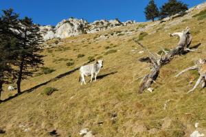 Chalets La coume du cerf : photos des chambres