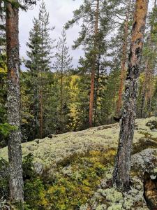 Suopirtti bed & breakfast